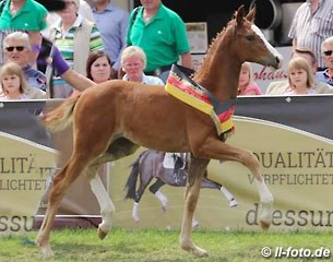 The Sir Donnerhall I x Rockwell filly that was named champion