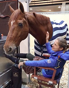 Adelinde keeping her legs up in the stable area and hanging out with Parzival at the 2014 CDI-W Lyon