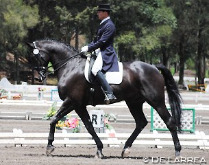 Enrique Palacios on the Westfalian bred Showtime (by Sandro Hit), owned by Mrs. Marcela Guajardo and Mr. Rulfo Serrano.