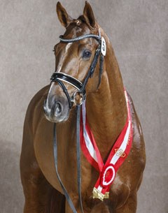 Borsalino, the 2014 Westfalian Stallion Licensing Champion :: Photo © Guido Recki