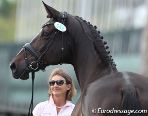 Danish Mikala Gundersen and My Lady at the 2014 Palm Beach Derby horse inspection :: Photo © Astrid Appels