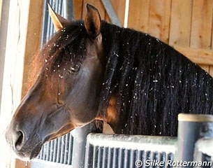 Spanish WEG team horse Grandioso in Petit Mars