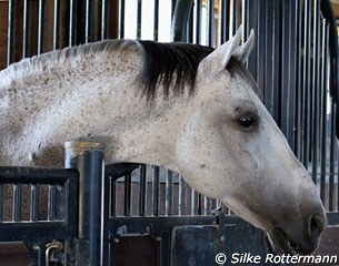 Spanish WEG team horse Norte