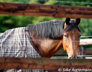 Socrates de Hus in the paddock