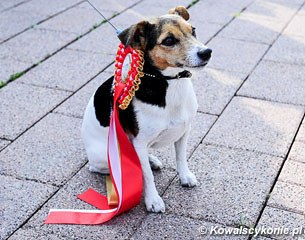 Jack Russel with ribbon