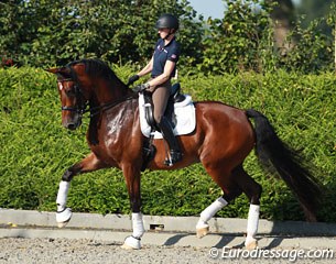 Laura Graves and Verdades at the U.S. Pre-WEG Training Camp at De Begijnhoeve in Retie, Belgium :: Photo © Astrid Appels