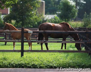One of De Begijnhoeve's broodmares and foals