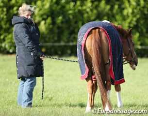 British pony Ferrari (by Malibu II) enjoys some grazing in between rain showers