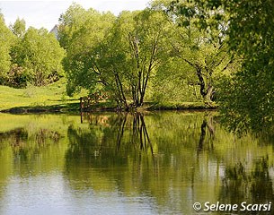 The pond