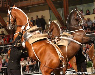 Courbette in hand in a group, something only seen in Saumur