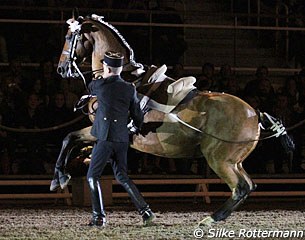 A sauteurs during the terre-à-terre, a canter almost in place to prepare the capriole