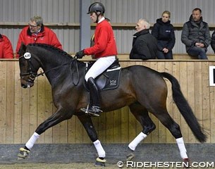 Test rider Jan Christensen on Zee Me Blue (by Zack) at the 2014 Danish Warmblood 35-day Stallion Performance Testing :: Photo © Ridehesten