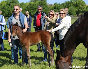 The Oldenburg Summer Meeting offers valuable knowledge about breeding sport horses and a lot of fun with the group :: Photo © LL-foto