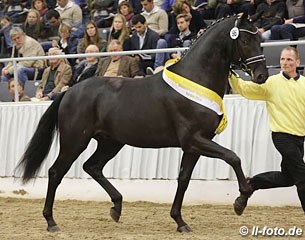 Talisman (by Totilas x Sandro Hit x Donnerhall) at the 2014 Hanoverian Stallion Licensing :: Photo © LL-foto