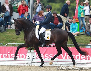 Belgian Tom Heylen on the Dutch bred El Capone (by Tuschinski x Camus). The horse is a big mover for sure, but was unbalanced in trot. He was ridden slightly overtempo and could benefit from a bit more collection.