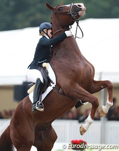 Yvonne Osterholm on the talented Quarton (by Quaterback x Don Schufro). The chestnut gelding was tense and disobedient but also showed much potential in his elastic trot. The walk was poor today but the canter had an active hindleg