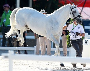 Naughty horses at the inspection