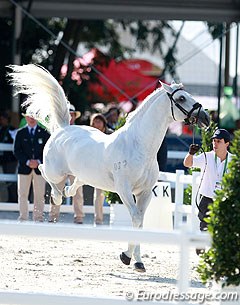 Naughty horses at the inspection