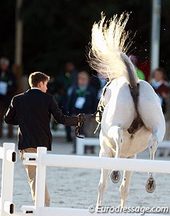 Bucking broncos instead of dressage horses