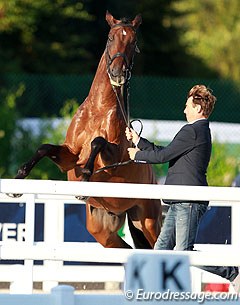 Arnaud Serre's Robinson de la Font showed some spirit too