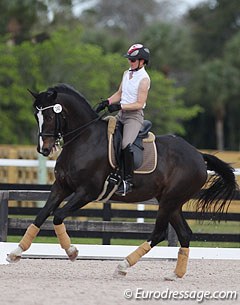 Belinda Trussell schooling Monica Theodorescu's home bred Westfalian Tattoo (by Tuareg) :: Photo © Astrid Appels