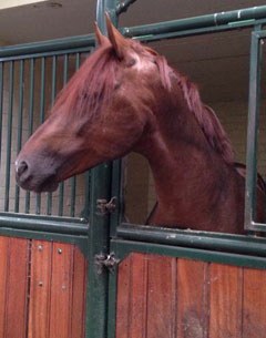 Julie de Deken's D-Day (by Vivaldi x Purios) has arrived at his new home in Belgium
