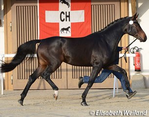 Bellini RR at the 2015 Swiss Warmblood Stallion Licensing :: Photo © Elisabeth Weiland