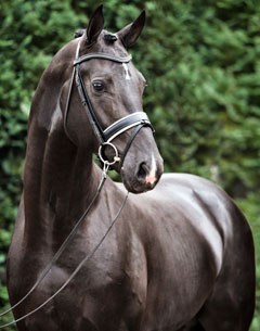 Fairytale (by Lord Leatherdale x Negro x Don Gregory)