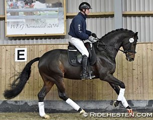 Blue Hors stud's Hanoverian stallion Farrell was the high scoring 4-year old at the 2015 Danish Warmblood Autumn Stallion Performance Testing :: Photo © Ridehesten