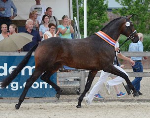 Heliana V.O.D. (by Davino V.O.D. x Jazz) was named 2015 KWPN Mare Champion :: Photo courtesy KWPN.nl