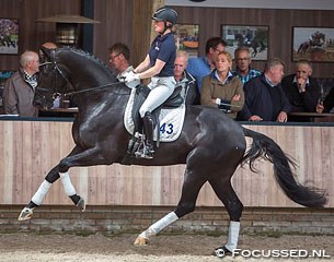 Hennessy on the final day of the 2015 KWPN Spring Stallion Performance Testing in Ermelo :: Photo © Focussed.nl