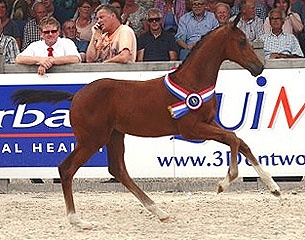 Kompaan (by Geniaal x Dancier) was named 2015 KWPN Foal Champion :: Photo courtesy KWPN.nl