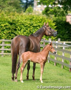 MSJ Top Secret II (by Totilas out of FBW Dejavu) with the recipient dam at Mount St. John