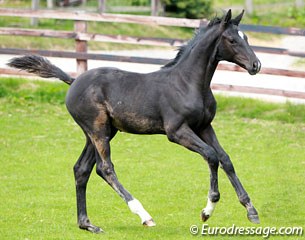 MSJ Finest Hour (by Finest out of Diva Dannebrog), sold to Charlotte Dujardin