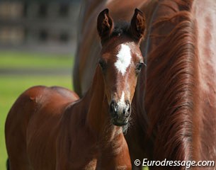 MSJ Sabrina (by Sir Donnerhall I out of Divertimenti (by Dimaggio))