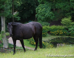 Brood mare Tia Roma (by Donnerhall)