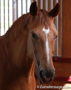 Clare Hester's Weidyfleur II, the full sister of Valegro