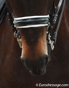 Good example of an ill-fitting curb that is much too wide for this horse's mouth