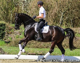 Martin Flecher and Figo ZHF at the first Austrian WCYH selection trial at Gutenhof :: Photo © Petra Kerschbaum
