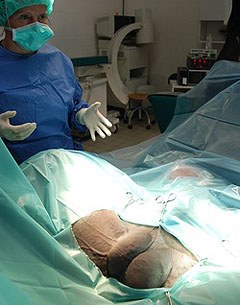 Horse ready for castration