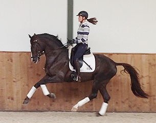Ingrid Malan on the 2014 KWPN spring stallion performance test winner Giovanni (by Chippendale x Scandic)