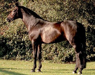 Sandro King (by Sandro Hit x Calypso) to stand at stud at Gestut Wiesenhof in 2015