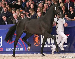 2015 KWPN reserve licensing champion Hornrose (by Apache x Ferro) :: Photo © LL-foto