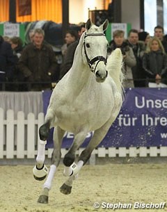 Gestut Sprehe's English Thoroughbred Chiron xx