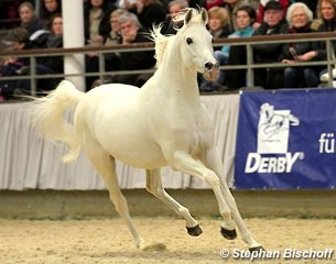 State Stud Marbach's Anglo Arabian Dschehim ox