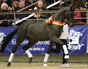 The 2014 Trakehner Licensing Champion Sir Sansibar (by Millennium)