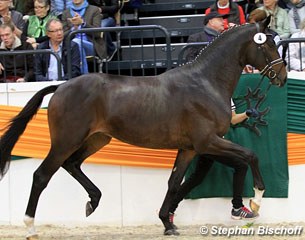 Premium stallion Fellini (by Berlusconi x Grafenstolz)