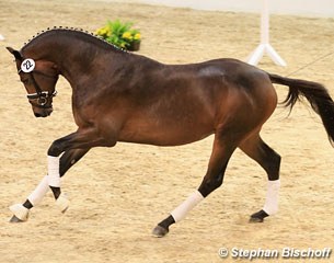 Premium stallion Heaven (by Millennium x Friedensfurst)