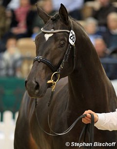 Licensed stallion Intariso (by Ovaro x Glanzlicht)