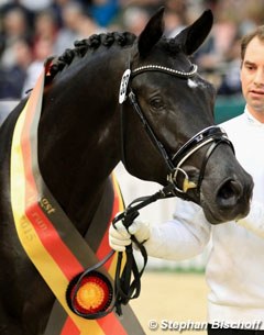 Perpignan Noir, the champion of the 2015 Trakehner Stallion Licensing :: Photo © Stephan Bischoff